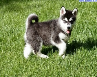 Wallpaper Dogs Alaskan Malamute