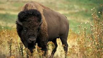 Buffalo HD Wallpaper Desktop Background For