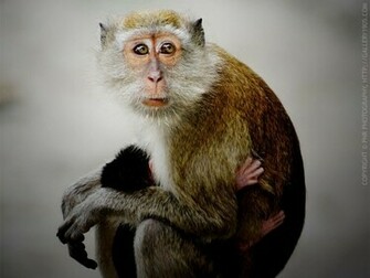 Monkeys Cute