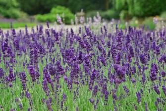 Lavender Photos Wallpaper Desktop Background