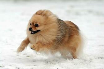 Pomeranian Dog Dogs Wallpaper Background