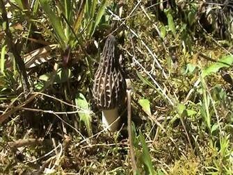 Morel Mushroom Growing Image
