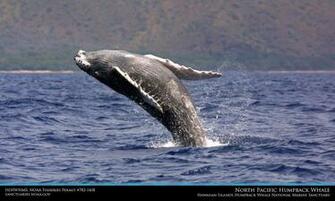 Hawaiian Islands Humpback Whale Desktop Wallpaper