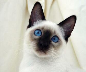 Stories Siamese Cat Newhairstylesformen2014