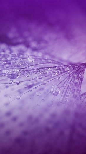 Nature Rain Drop Flower Purple Pattern Android Wallpaper