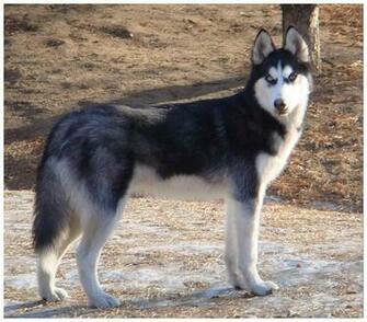 Husky Dog Wallpaper