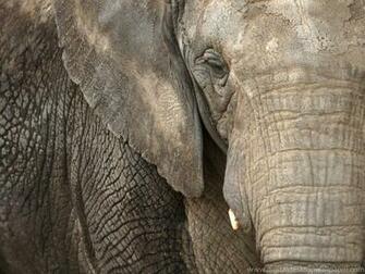 Animals Elephants Wallpaper