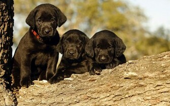 Black Labrador Puppy HD Wallpaper For Desktop