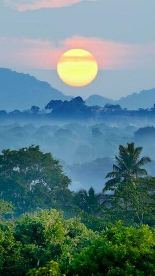 Congo Rainforest Wallpaper Imgkid The Image
