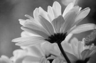 And White Daisy Wallpaper Black