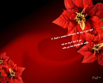 Poinsettia Wallpaper Riez