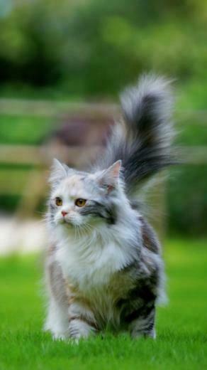 Cat Galaxy S4 Wallpaper HD
