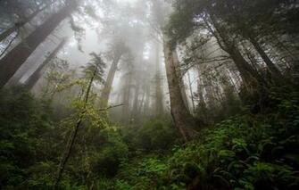 Northern California Redwood Heaven Wood Trees Tree Wallpaper