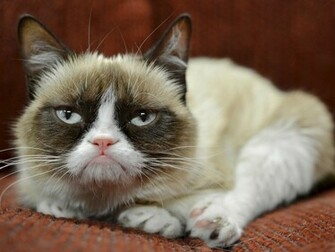 Grumpy Cat HD Wallpaper Background