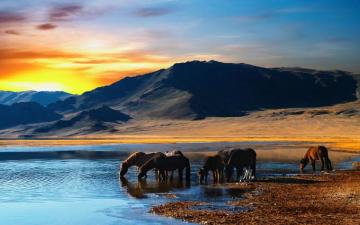 Sunset Horse Pictures Horses Wild