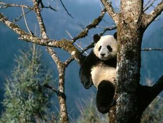 Panda HD Wallpaper