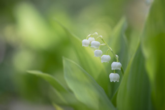 Desktop Wallpaper Lily Of The Valley At Mark Strasser