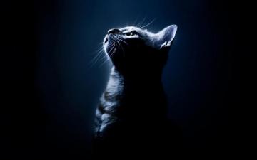 Beautiful Cat Cats Wallpaper