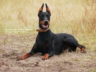 Pics Photos Doberman Background Desktop Wallpaper