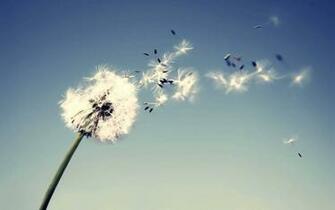 Tag Dandelion Flowers Wallpaper Background Photos Image And