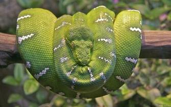 Emerald Tree Boa Snake Wallpaper HD
