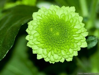 Green Flowers Wallpaper All New
