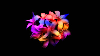 Colorful Plumerias Dark HD Flowers Wallpaper