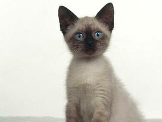 Cat Wallpaper For Desktop Siamese