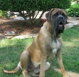 English Mastiff HD Wallpaper