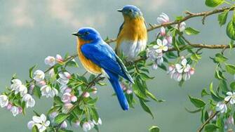 Sun Shines Colourful Birds Wallpaper