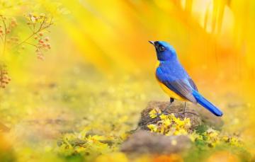 Wallpaper Macro Blue Yellow Berries Bird Branch Petals