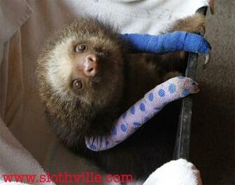 Source Url Gardenpartyrocks Cgi Baby Sloth Wallpaper