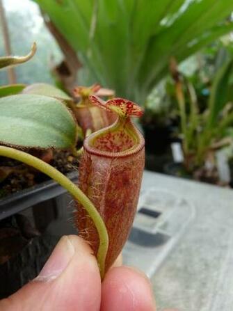 Nepenthes Attenboroughii Wallpaper High Quality