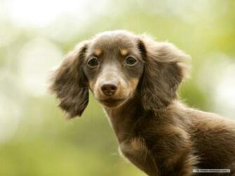 Mini Dachshund Wallpaper Dogs