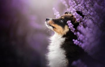 Wallpaper Look Flowers Background Portrait Dog Profile Face