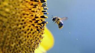 Bee Computer Wallpaper Desktop Background Id