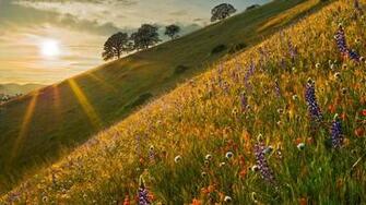 Field Of Wildflowers Wallpaper