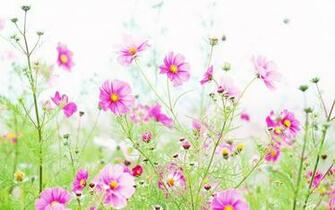 Wildflower Wallpaper Best