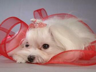 Maltese Dogs Wallpaper