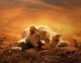 Wallpaper Animal Planet Picture Archive