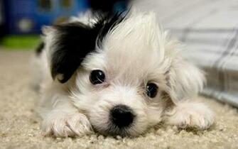 Cute Puppies Wallpaper