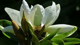 Magnolia Flowers HD Wallpaper 4u