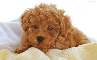 Dog Wallpaper Puppy Screensavers Widescreen Original Jpg