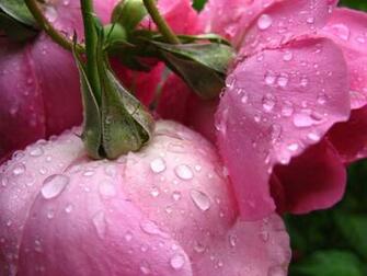 Rose Wallpaper HD For Walls Mobile Phone Widescreen