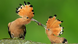Bird Wallpaper