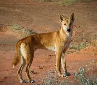 Let S Move The World Longest Fence To Settle Dingo