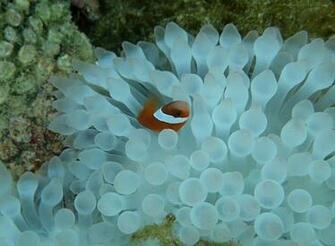 Related Pictures Clown Fish In Green Anemone Polyps Wallpaper