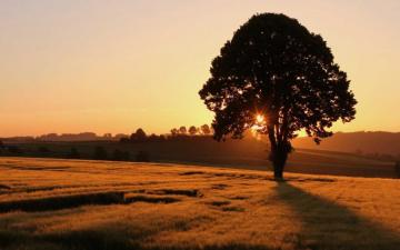 Tree Alone And Sunset HD Nature Wallpaper For Mobile Desktop