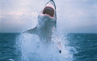 Great White Shark Wallpaper