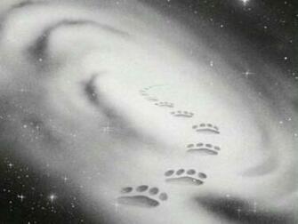Star Warrior Cat